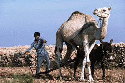 Kamel mit Esel zieht Pflug