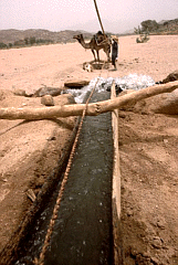 Kamelals Wasserzieher